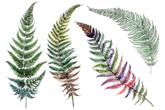 Fern Plant Watercolor: A Practical Guide to Creative Integration