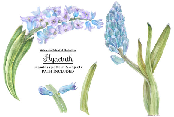The Art and Observation of Watercolor Hyacinth: Capturing Botanical Elegance Through Pigment and Water